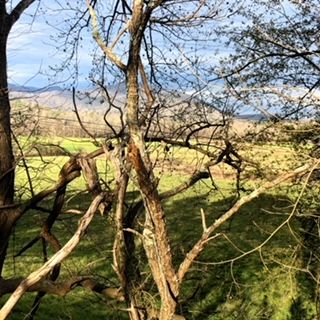 Small photo with a tree in the foreground, and green ground and hills beyond.