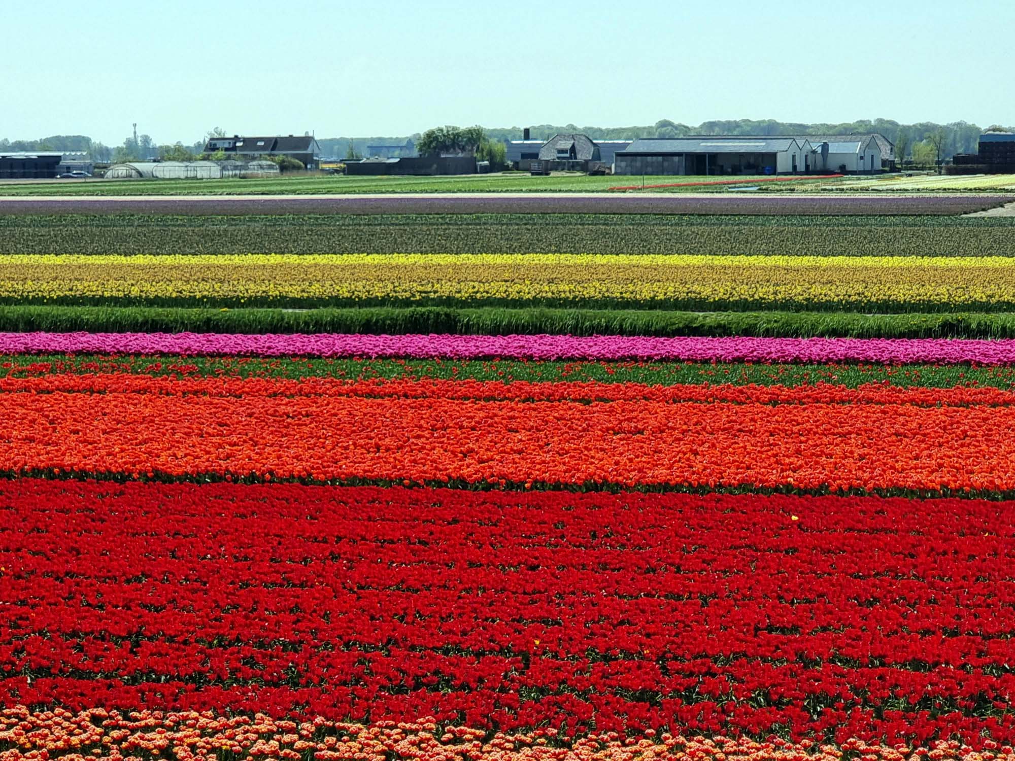 Rich, vibrant colors in a photograph of horizontal bands of flowers at a flower nursery.