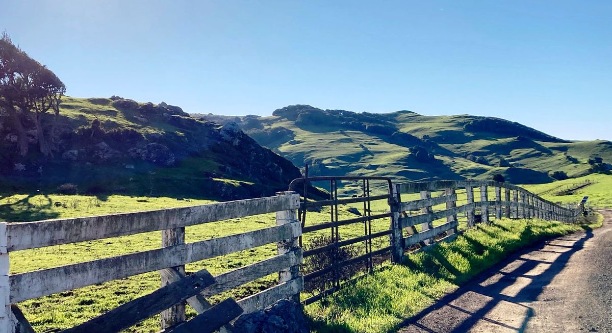Green rolling hills in N. California. In the foreground is an old, white, wooden fence, a closed metal gate and a dirt road.