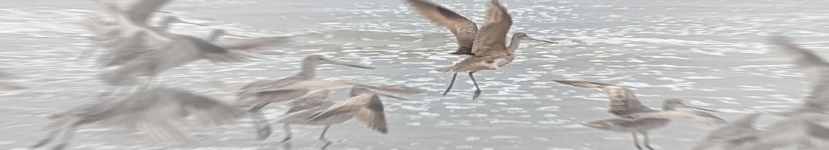 A number of water birds taking flight. One central bird is clearly seen, the other birds are motion-blurred.